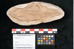 Foto (Objekt + Etikett) von Eucalyptus sp. (NHMW-GEO-2024-0188-11466)